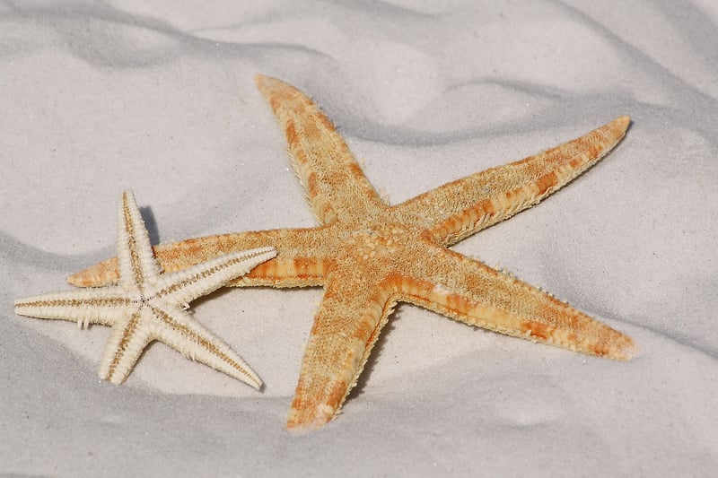 Starlight Beaches of Zephyria